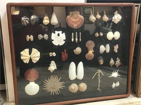 Shell Art Collection Mounted in Shadow Box